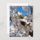 Carte Postale Bumblebee sur la fleur de cerisier sauvage (Devant / Derrière)