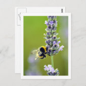 Carte Postale Bumblebee sur Lavender (Devant / Derrière)