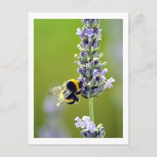 Carte Postale Bumblebee sur Lavender (Devant)
