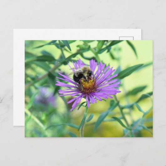Carte Postale Bumblebee sur Purple Daisy (Devant / Derrière)
