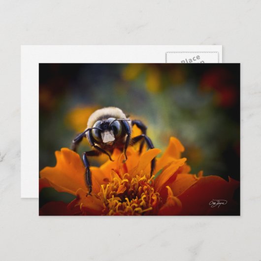 Carte Postale Bunble Bee (Devant / Derrière)
