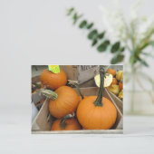Carte Postale Bunch citrouille (Debout devant)
