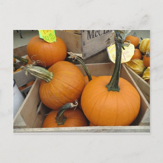 Carte Postale Bunch citrouille (Devant)