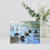 Carte Postale Bunch De Bébés Canards (Debout devant)