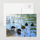 Carte Postale Bunch De Bébés Canards (Devant / Derrière)