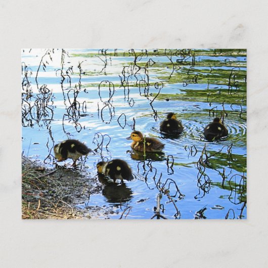 Carte Postale Bunch De Bébés Canards (Devant)