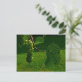 Carte postale Bunch Of Grapes (Debout devant)