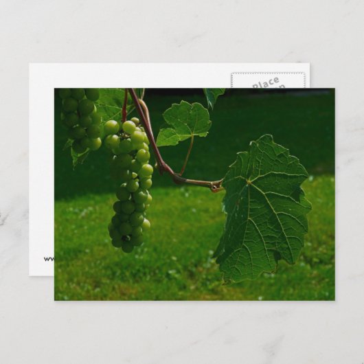 Carte postale Bunch Of Grapes (Devant / Derrière)