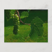 Carte postale Bunch Of Grapes (Devant)