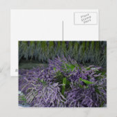 Carte Postale Bunches de lavande (Devant / Derrière)