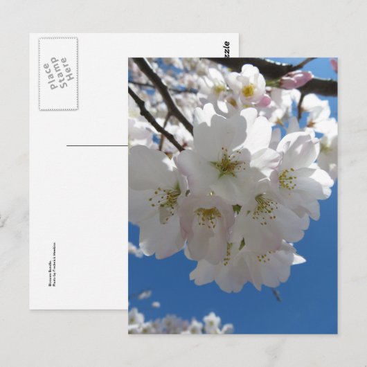 Carte Postale Bundle Blossom (Devant / Derrière)