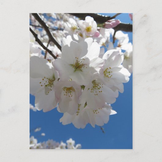 Carte Postale Bundle Blossom (Devant)