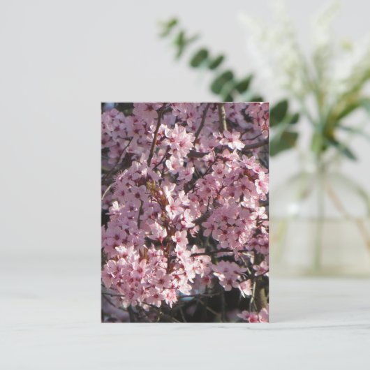 Carte Postale Bundle Cherry Blossom (Debout devant)