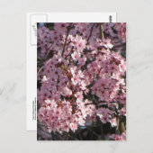 Carte Postale Bundle Cherry Blossom (Devant / Derrière)