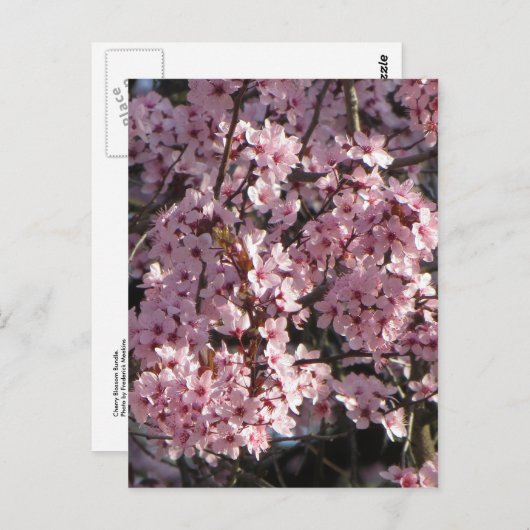 Carte Postale Bundle Cherry Blossom (Devant / Derrière)