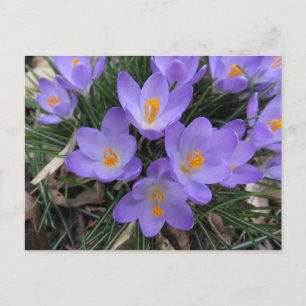 Carte Postale Bundle Crocus