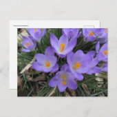 Carte Postale Bundle Crocus (Devant / Derrière)