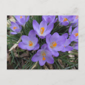 Carte Postale Bundle Crocus (Devant)