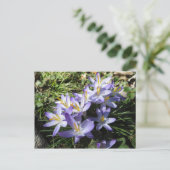 Carte Postale Bundle Crocus (Debout devant)