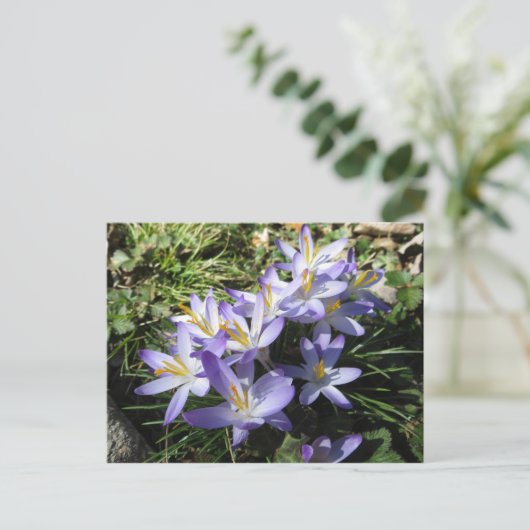 Carte Postale Bundle Crocus (Debout devant)