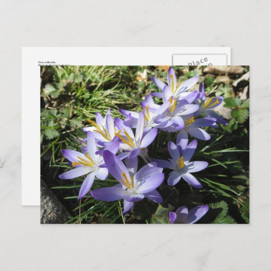 Carte Postale Bundle Crocus (Devant / Derrière)