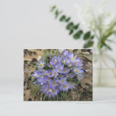 Carte Postale Bundle Crocus (Debout devant)