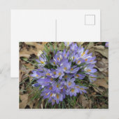 Carte Postale Bundle Crocus (Devant / Derrière)