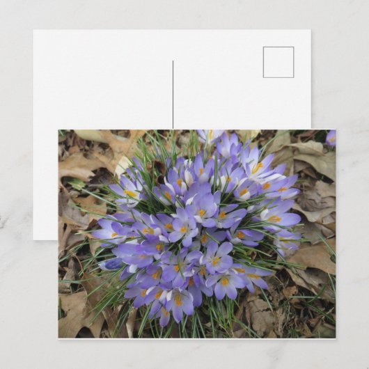 Carte Postale Bundle Crocus (Devant / Derrière)