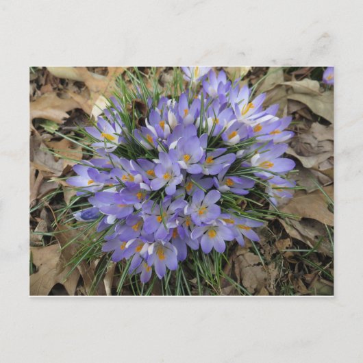 Carte Postale Bundle Crocus (Devant)