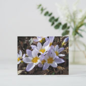 Carte Postale Bundle Spring (Debout devant)