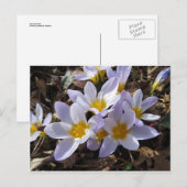 Carte Postale Bundle Spring (Devant / Derrière)