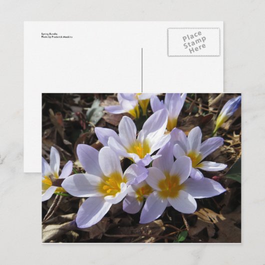Carte Postale Bundle Spring (Devant / Derrière)