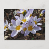 Carte Postale Bundle Spring (Devant)
