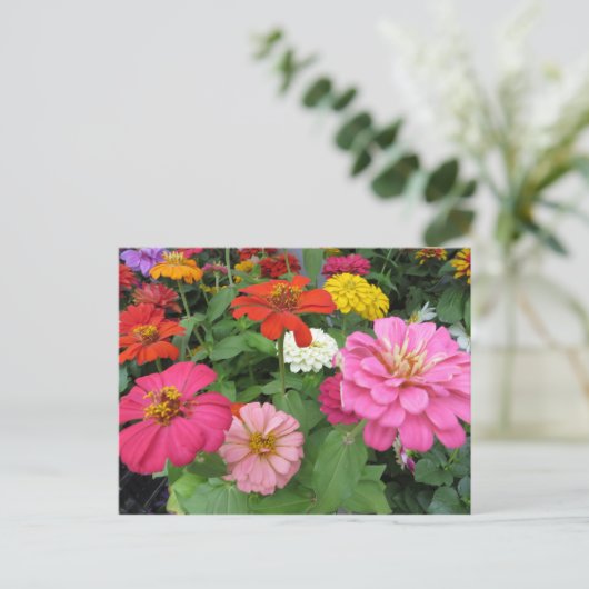Carte Postale Bundle Zinnia (Debout devant)