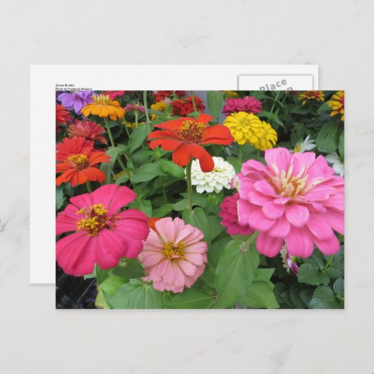 Carte Postale Bundle Zinnia (Devant / Derrière)