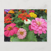 Carte Postale Bundle Zinnia (Devant)