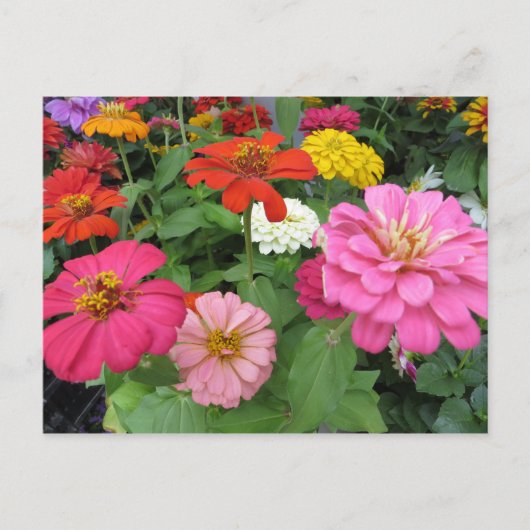 Carte Postale Bundle Zinnia (Devant)
