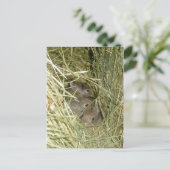 Carte Postale Bunnies Cottontail (Debout devant)