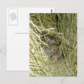 Carte Postale Bunnies Cottontail (Devant / Derrière)