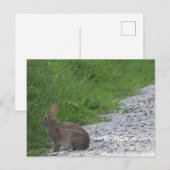 Carte postale Bunny (Devant / Derrière)