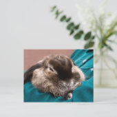 Carte Postale Bunny (Debout devant)