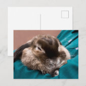 Carte Postale Bunny (Devant / Derrière)