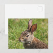 Carte postale Bunny (Devant / Derrière)