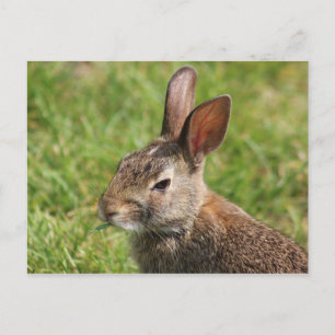 Carte postale Bunny