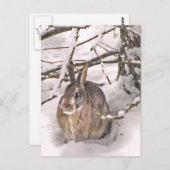 Carte Postale Bunny à la recherche de refuge (Devant / Derrière)