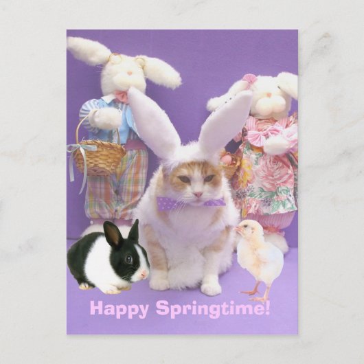 Carte Postale Bunny Bubba 2 (Devant)