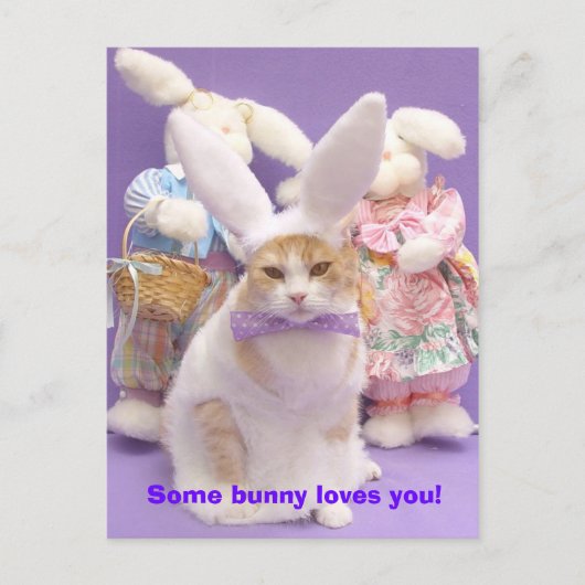 Carte Postale Bunny Bubba 3 (Devant)