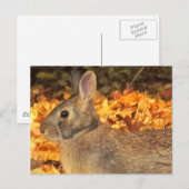 Carte Postale Bunny d'automne (Devant / Derrière)