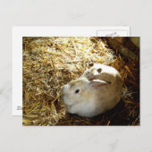 Carte Postale Bunny de paille (Devant / Derrière)