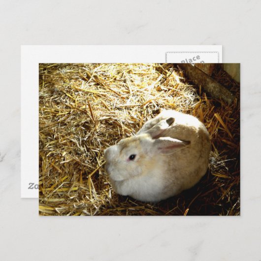 Carte Postale Bunny de paille (Devant / Derrière)
